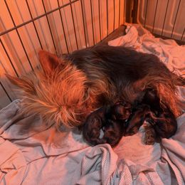 Yorkshire Terrier puppies from SATA Kennels