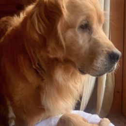 Golden Retrievers from Tomten Farm Goldens