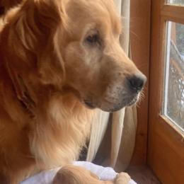 Golden Retrievers from Tomten Farm Goldens