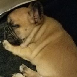 English Bulldog and French Bulldog Puppies from Bullwrinklz