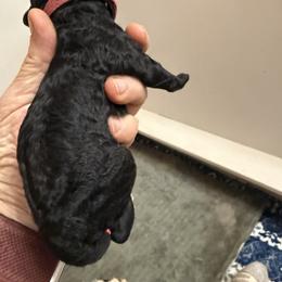 Girl 4 - female Poodle puppy in Leonard, Texas from Deblyns Poodles
