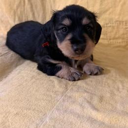 Hook - Black and cream male Dachshund puppy in Ramona, Oklahoma from Schmitt Dachshunds