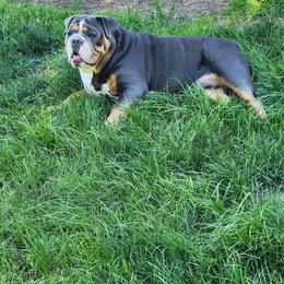 Bulldog Puppies from Wiggle Butts Bulldogs