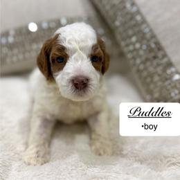 Puddles - Parti male Goldendoodle puppy in Jackson, Mississippi from T.M. Poodles & Doodles