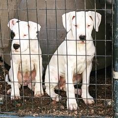 Dogo Argentino Puppies from De la Fuerza de Dios