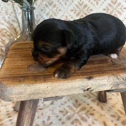Dale - Black and tan male Yorkshire Terrier puppy in Calhoun, Georgia from Peach State Yorkies