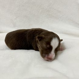 Miniature Australian Shepherd Puppies from Pineywoods Pups