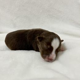 Miniature Australian Shepherd Puppies from Pineywoods Pups