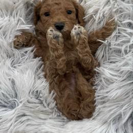 Flynn - Apricot male Cavapoo puppy in Hayden, Alabama from Agape Southern Farms