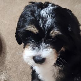 Bernedoodles from Prairie rose doodles