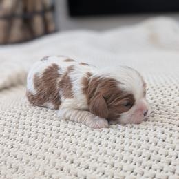 Max - Blenheim male Cavalier King Charles Spaniel puppy in Stevens, Pennsylvania from Jodi's Cavalier King Charles Spaniels and Cavapoos