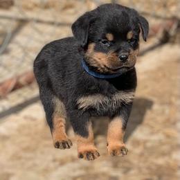 Blue boy - Black and mahogany male Rottweiler puppy in Cartersville, Virginia from Vom Heldenhaft Rottweilers