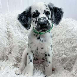 Bop It - White and black male Dalmatian puppy in Gray, Georgia from Fuller Spots