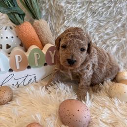 Logynn - Apricot female Goldendoodle puppy in Bucyrus, Missouri from Hill Top Pomskies