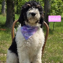 Goldie - Tri-color female Bernedoodle puppy in Neillsville, Wisconsin from Granton Creek