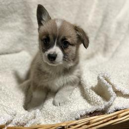 Belle - Red female Pembroke Welsh Corgi puppy in Urbana, Ohio from Edgewood Farm and Kennel
