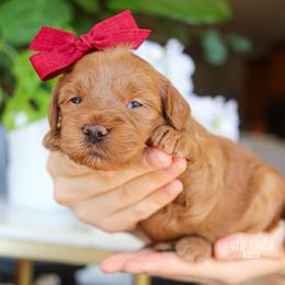 Bee - Red  female Goldendoodle puppy in Salado, Texas from Red Ranch Dogs