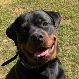 Rottweilers from Ramos Rotts