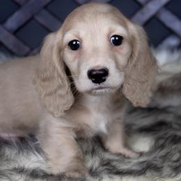 Dachshund puppies from Dachsy