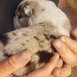 Australian Shepherd Puppies from Eon's Aussies