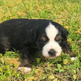 Java - Black tri female Miniature Australian Shepherd puppy in Paris, Texas from Blue Envy Mini Aussies