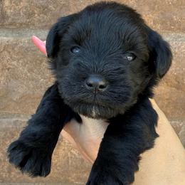 Girl 2 - Black female Miniature Schnauzer puppy in Avondale, Arizona from Campos Schnauzers