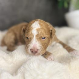 Mr. Black - Apricot male Aussiedoodle puppy in San Antonio, Texas from Lovable Doodles SA