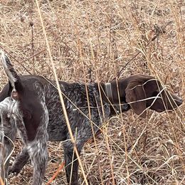 Daisy - German Shorthaired Pointer
