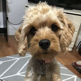 Molly - Cavapoo