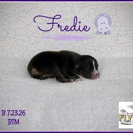 Fredie - Black tri male Miniature Australian Shepherd puppy in Madisonville, Texas from Flying LL Aussies
