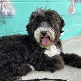 Ella - Australian Labradoodle