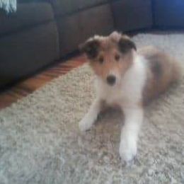 "Bella" Collie Puppies from Red Tartan Kennel