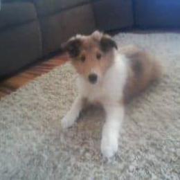 "Bella" Collie Puppies from Red Tartan Kennel