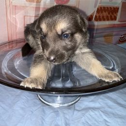 Pie - Blue female German Shepherd puppy in Magnolia, Texas from K & Q Shepherds
