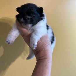 Jasmine - Black parti female Pomeranian puppy in Woodsfield, Ohio from Country Lane Kennels