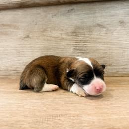 Promise (Fluffy) - Sable female Pembroke Welsh Corgi puppy in Pahrump, Nevada from Desert Sunset Pembroke Welsh Corgis