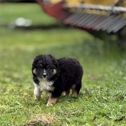 Natty - Black tri female Miniature Australian Shepherd puppy in North Lakeport, California from Wild Rose Ranch