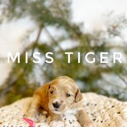 Goldendoodle Puppies from Penny Lane’s Doodles