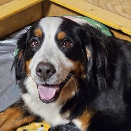 Athena - Bernese Mountain Dog