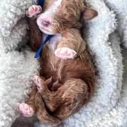 Cross - Red  male Goldendoodle puppy in Waterford, California from Alvdoodles