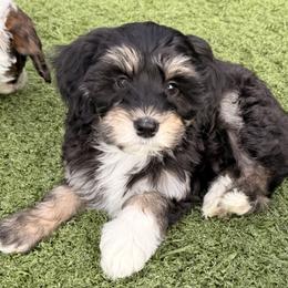 Cascade - Black and white female Sheepadoodle puppy in Roseburg, Oregon from Sharon’s Sheepadoodle’s