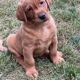 Labrador Retriever Puppies from TNT Elite Labradors