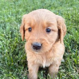 Orange - Dark golden female Golden Retriever puppy in Mountain Home, Idaho from Poppy's Garden Golden Retrievers