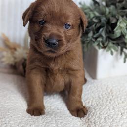 Izzy - Yellow female Labrador Retriever puppy in Angola, Indiana from Reniers Labrador Retrievers