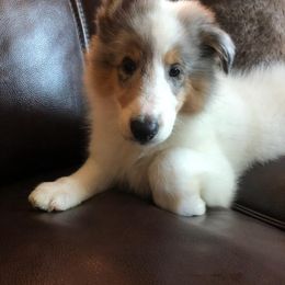 Collie Puppies from High Altitude Collies
