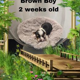 Shelby's Brown boy - Parti male Yorkshire Terrier puppy in Inverness, Florida from Luvayorkie&more