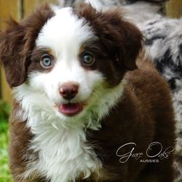 Australian Shepherds and Miniature Australian Shepherds from Grace Oaks Aussies