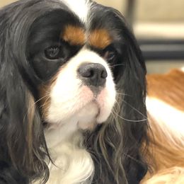 Jack Flash - Cavalier King Charles Spaniel