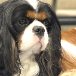 Jack Flash - Cavalier King Charles Spaniel