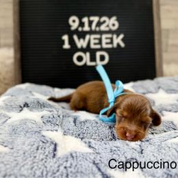Cappuccino - Chocolate and tan male Dachshund puppy in Goodyear, Arizona from AZ Low Life Doxies
